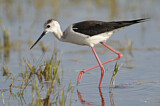 Image. Black-winged Stilt