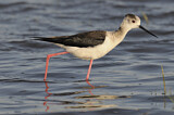 Image. Black-winged Stilt