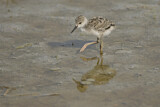Image. Black-winged Stilt