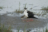 Image. Black-winged Stilt