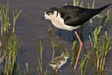 Image. Black-winged Stilt