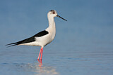 Image. Black-winged Stilt