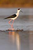 Image. Black-winged Stilt