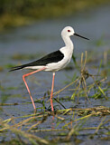 Image. Black-winged Stilt