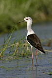 Image. Black-winged Stilt