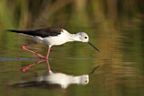 Image. Black-winged Stilt