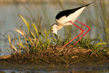 Image. Black-winged Stilt