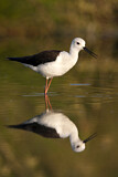 Image. Black-winged Stilt