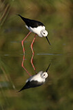 Image. Black-winged Stilt