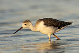 Image. Black-winged Stilt