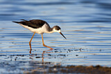 Image. Black-winged Stilt