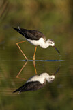 Image. Black-winged Stilt