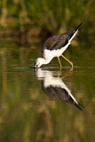 Image. Black-winged Stilt