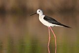 Image. Black-winged Stilt