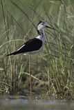 Image. Black-winged Stilt