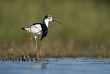 Image. Black-winged Stilt