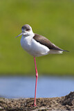 Image. Black-winged Stilt