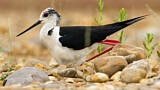 Image. Black-winged Stilt