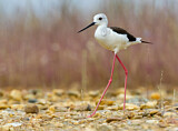 Image. Black-winged Stilt