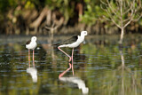 Image. Black-winged Stilt