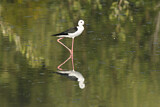 Image. Black-winged Stilt