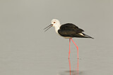 Image. Black-winged Stilt
