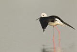 Image. Black-winged Stilt