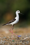Image. Black-winged Stilt