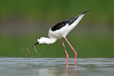 Image. Black-winged Stilt