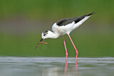 Image. Black-winged Stilt