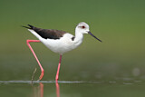 Image. Black-winged Stilt