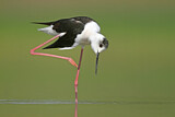 Image. Black-winged Stilt