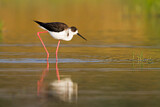 Image. Black-winged Stilt