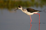 Image. Black-winged Stilt