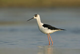 Image. Black-winged Stilt
