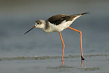 Image. Black-winged Stilt