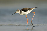 Image. Black-winged Stilt