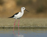 Image. Black-winged Stilt