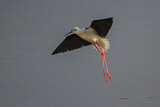 Image. Black-winged Stilt