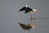 Image. Black-winged Stilt