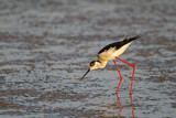 Image. Black-winged Stilt
