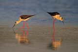 Image. Black-winged Stilt