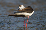 Image. Black-winged Stilt