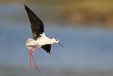 Image. Black-winged Stilt