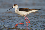 Image. Black-winged Stilt