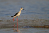Image. Black-winged Stilt