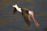 Image. Black-winged Stilt
