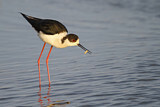 Image. Black-winged Stilt