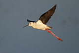 Image. Black-winged Stilt