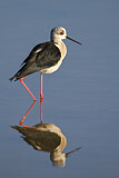 Image. Black-winged Stilt
